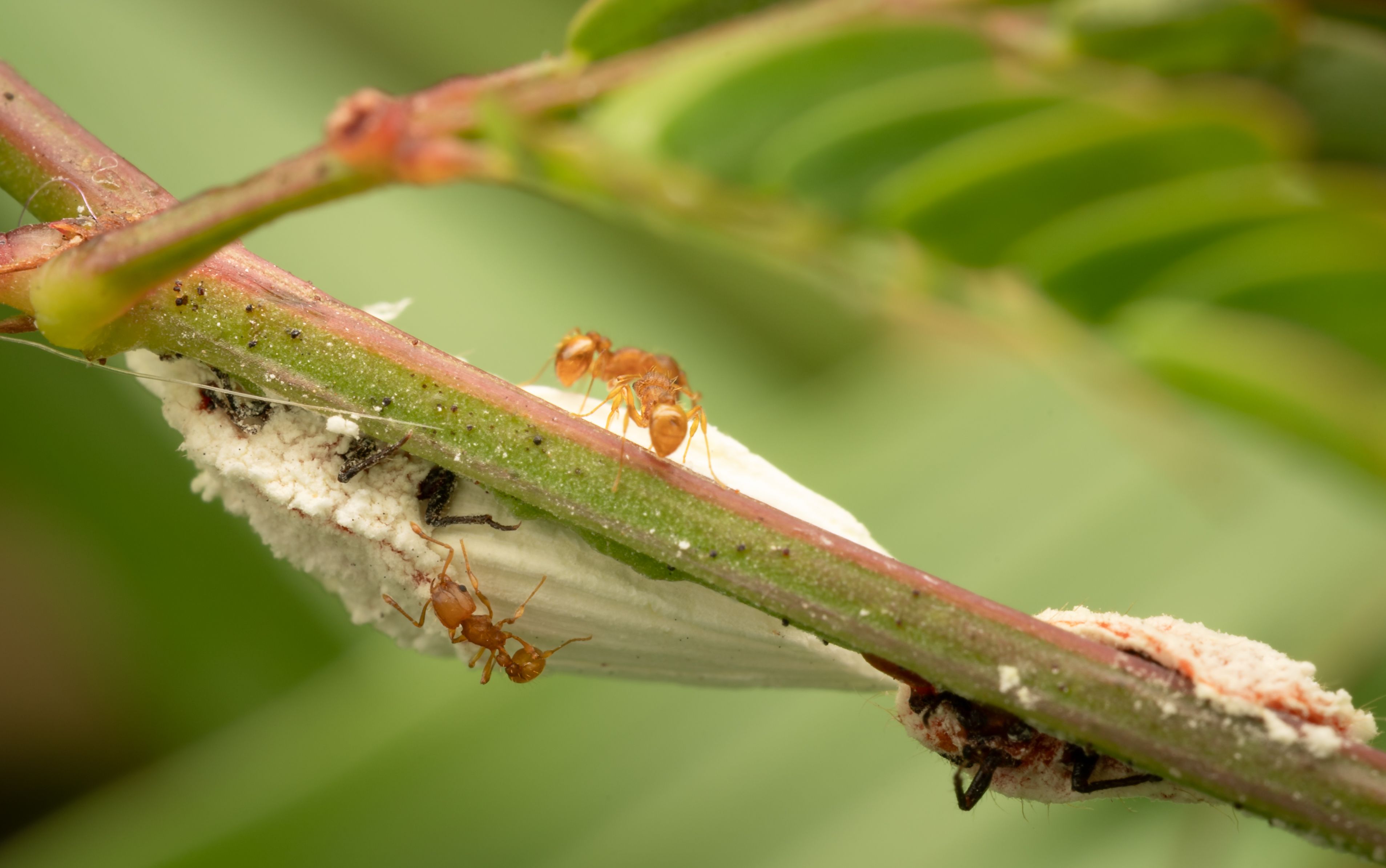 Ants on a scaled surface