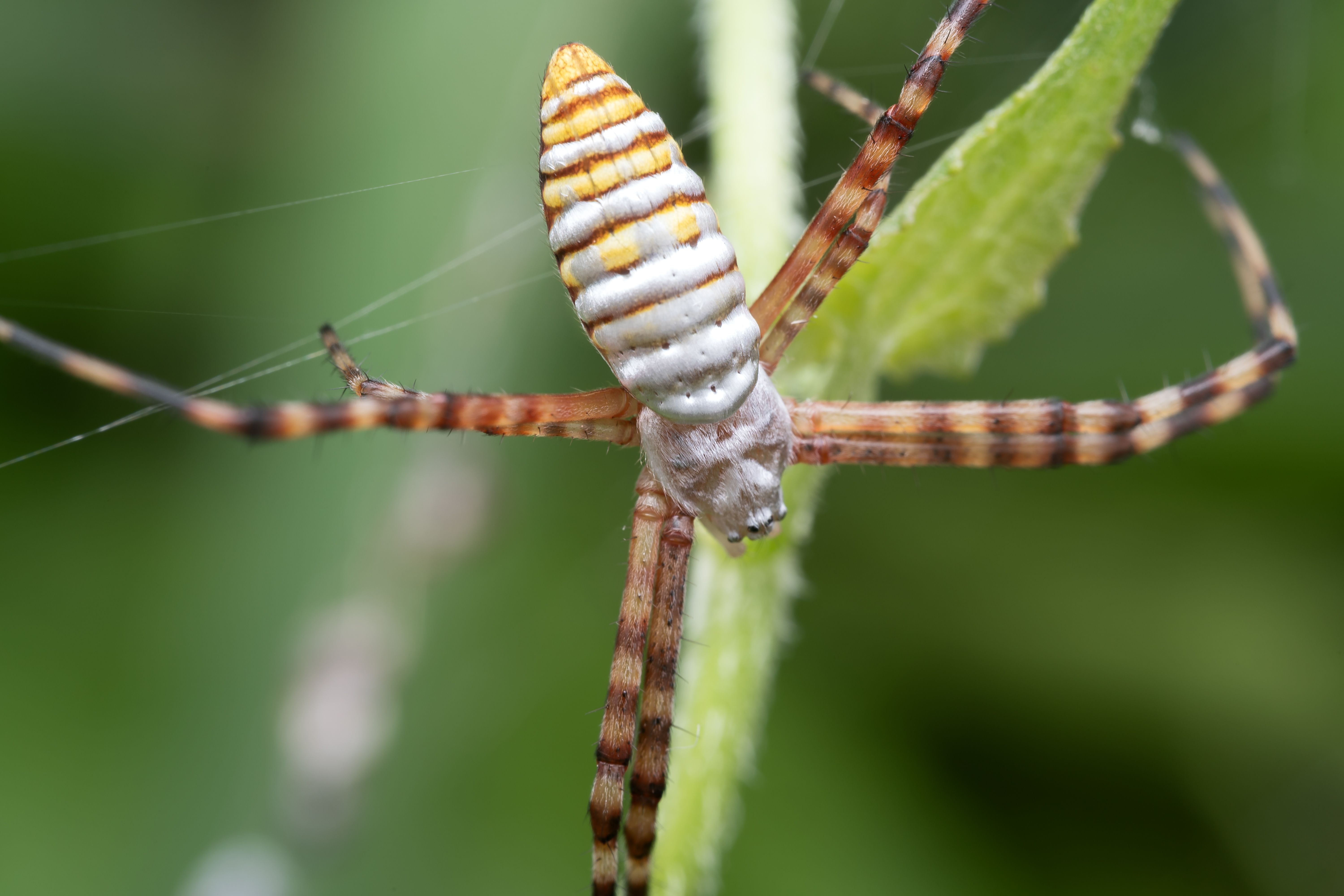 Dorsal view of an Argiope orb-weaver spider