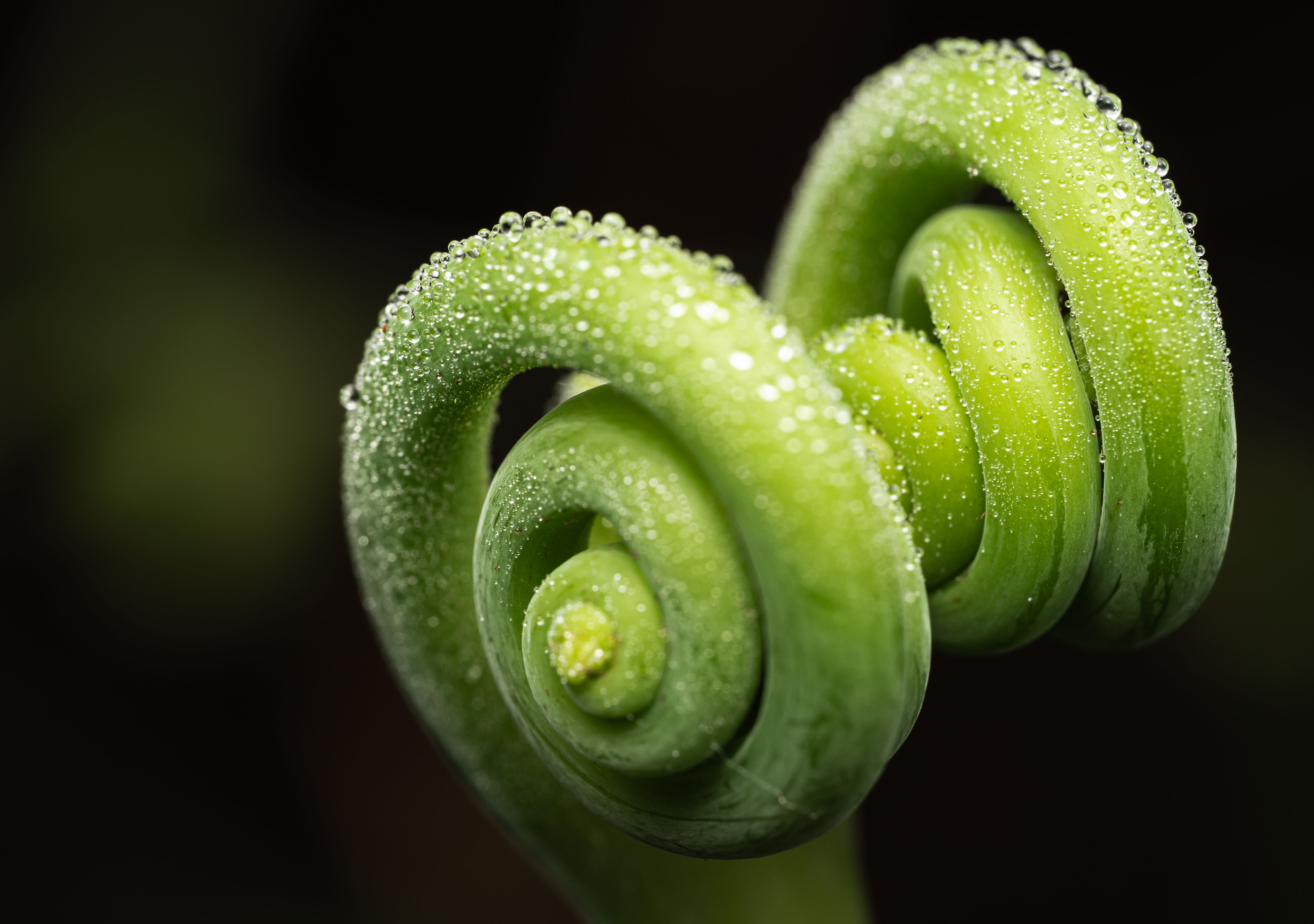 Unfurling fiddlehead fern frond