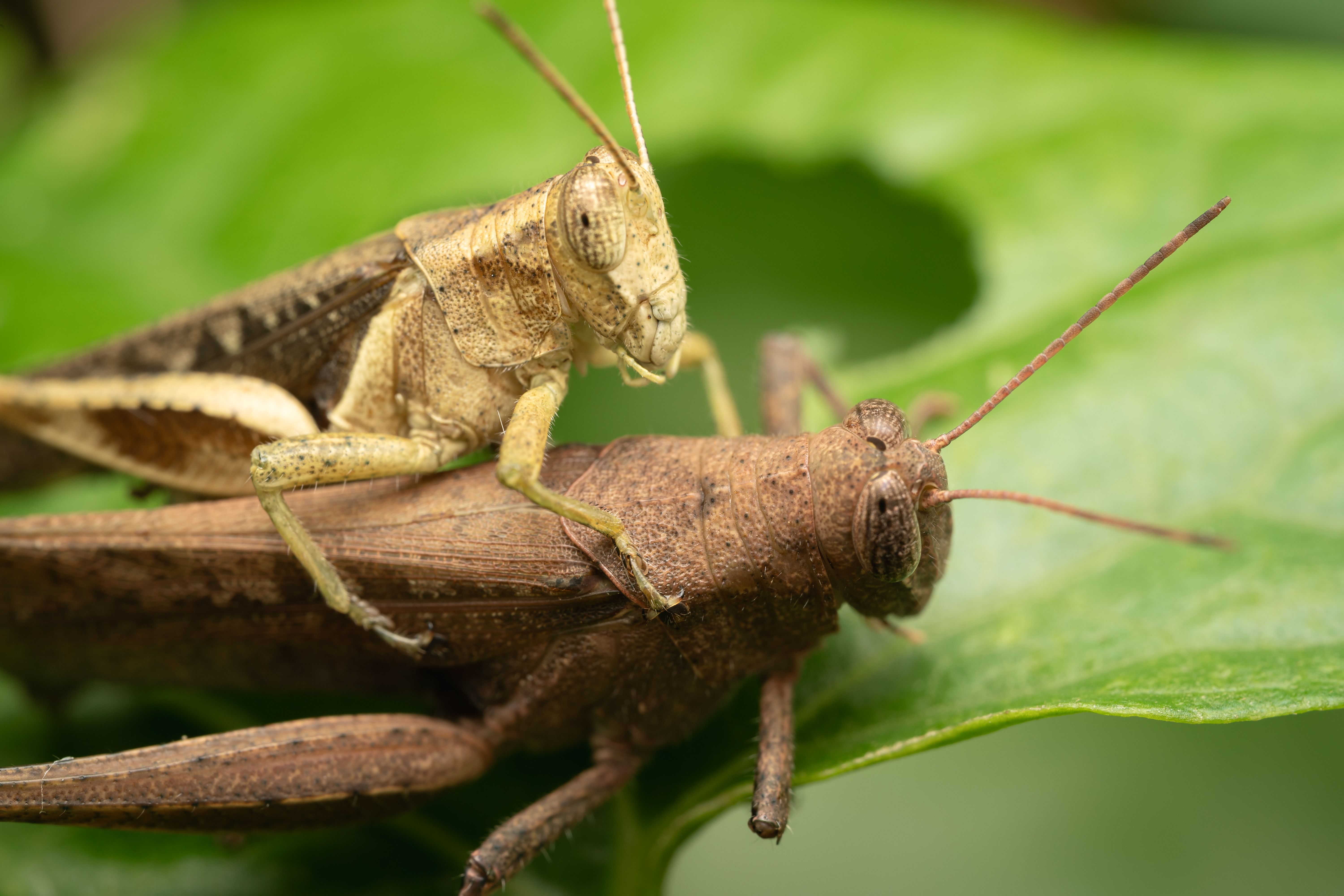 A pair of grasshoppers