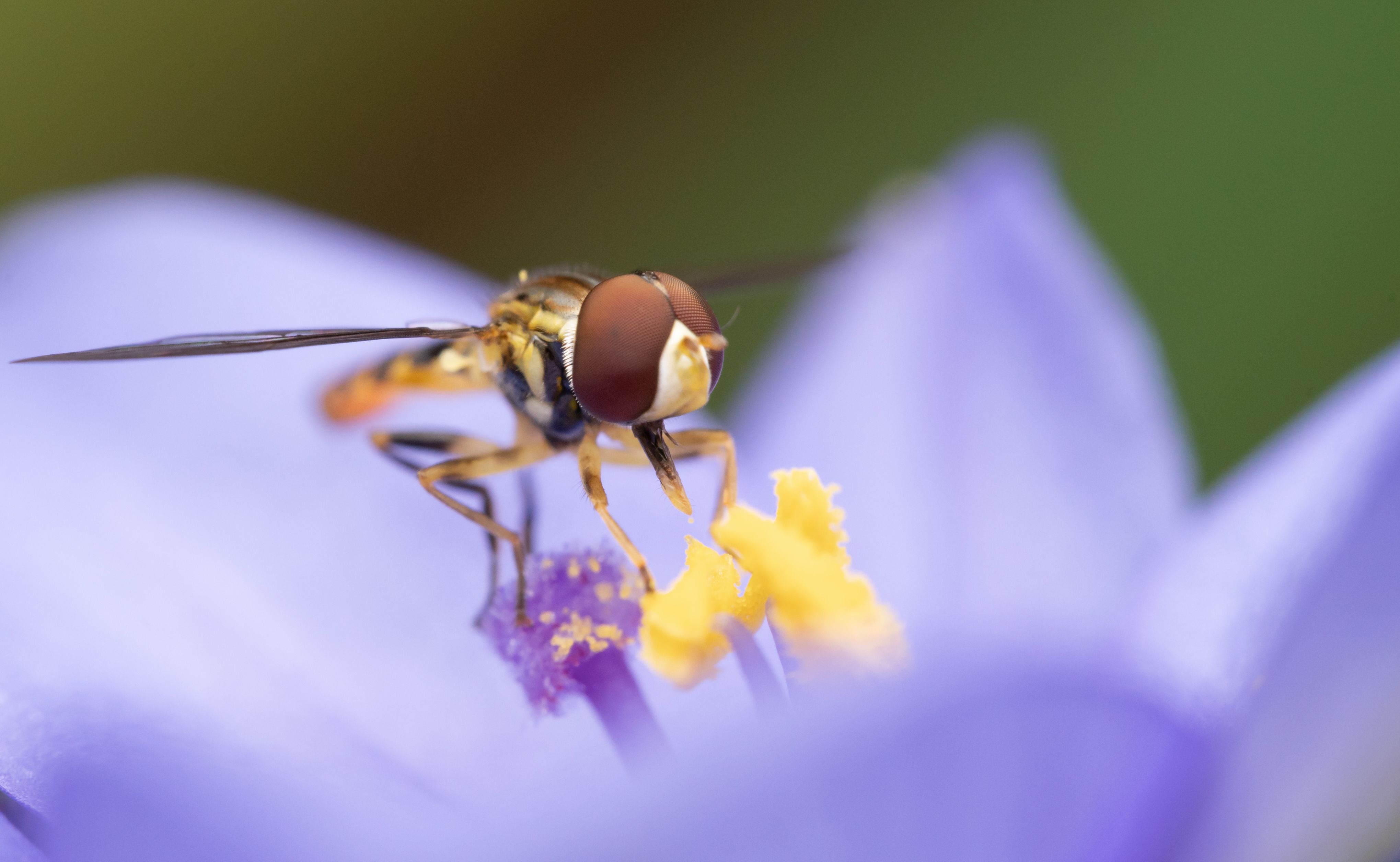 Hoverfly covered in pollen
