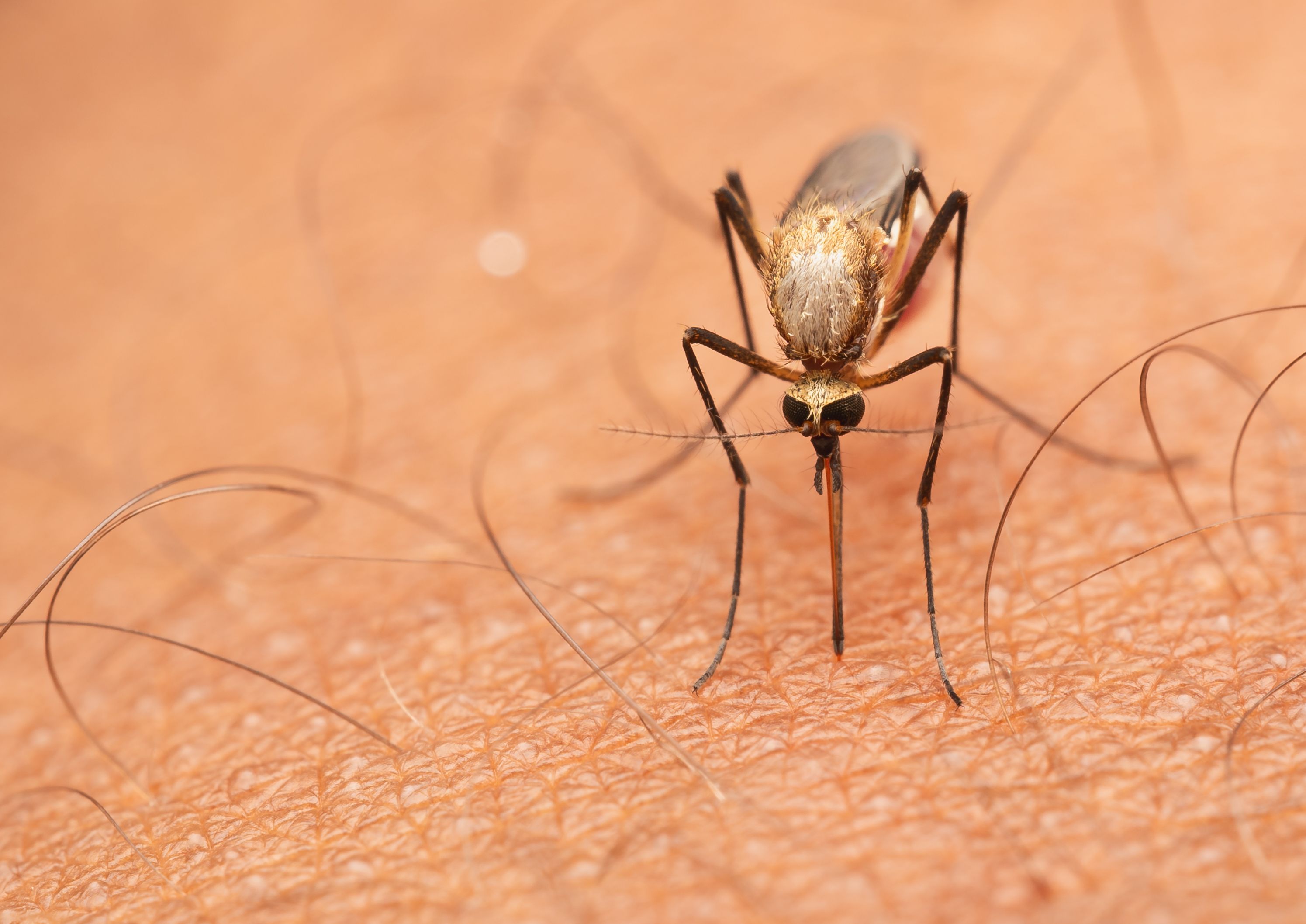Mosquito viewed head-on