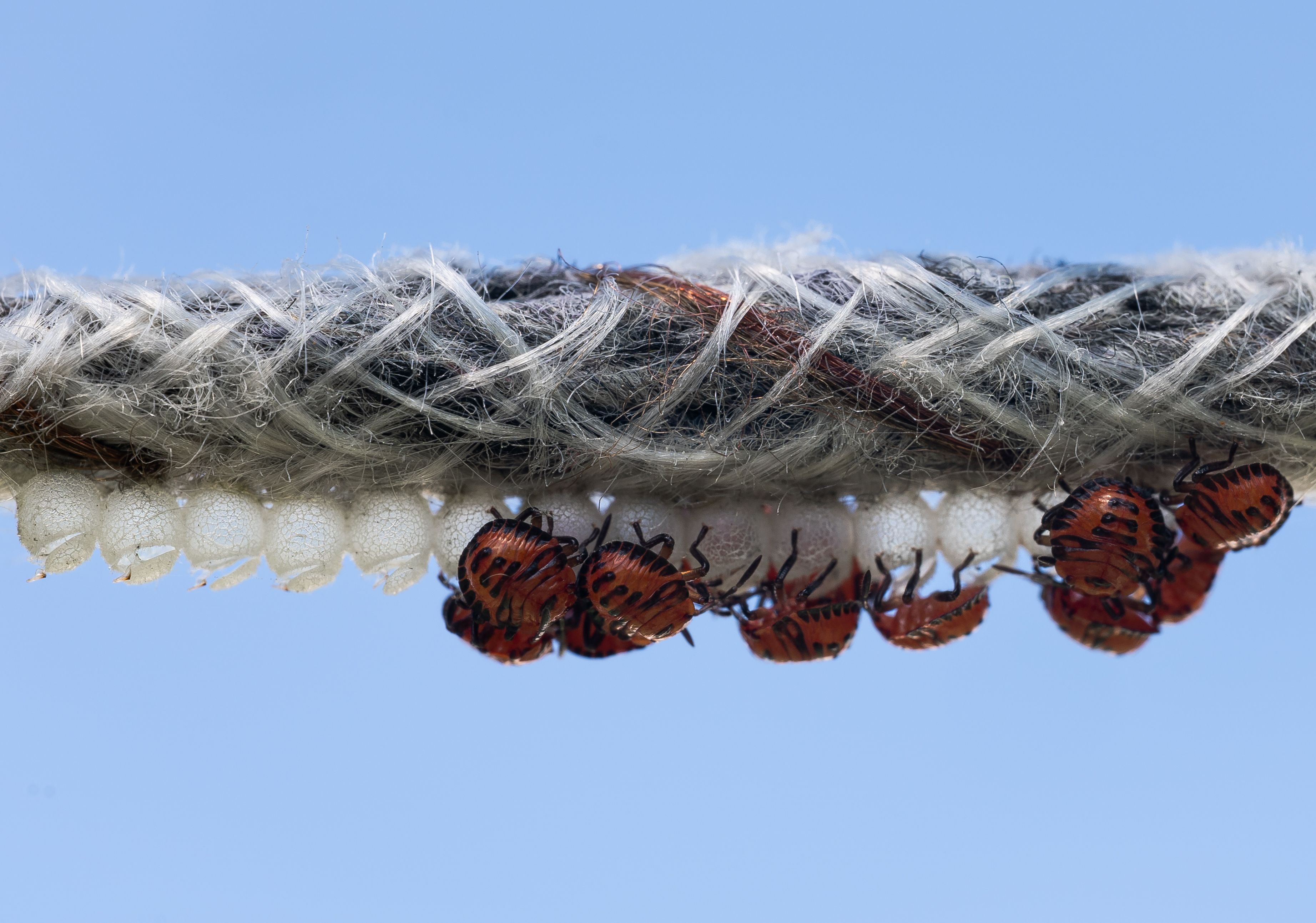 Stinkbug on a clothesline