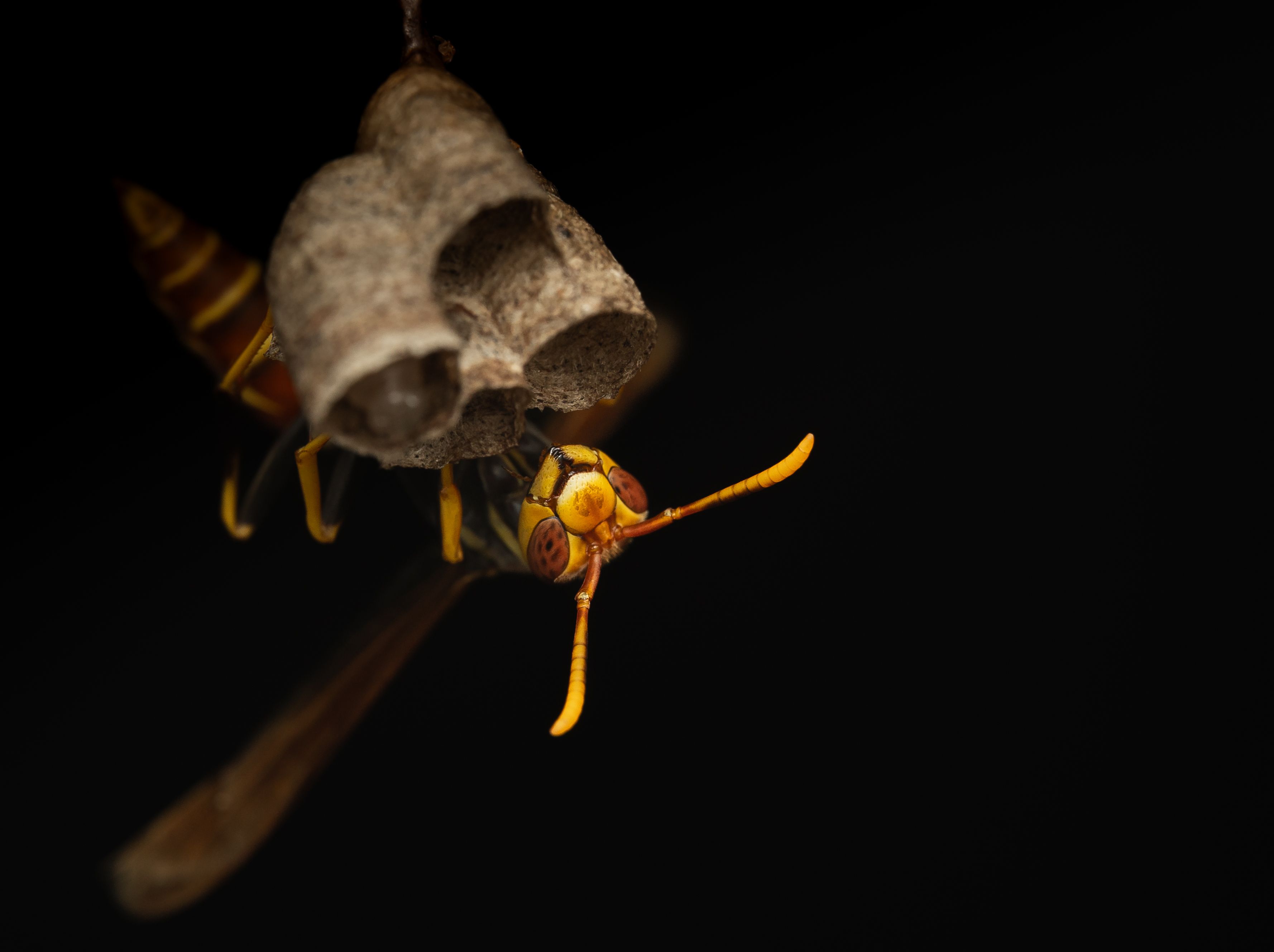Wasp hanging inverted