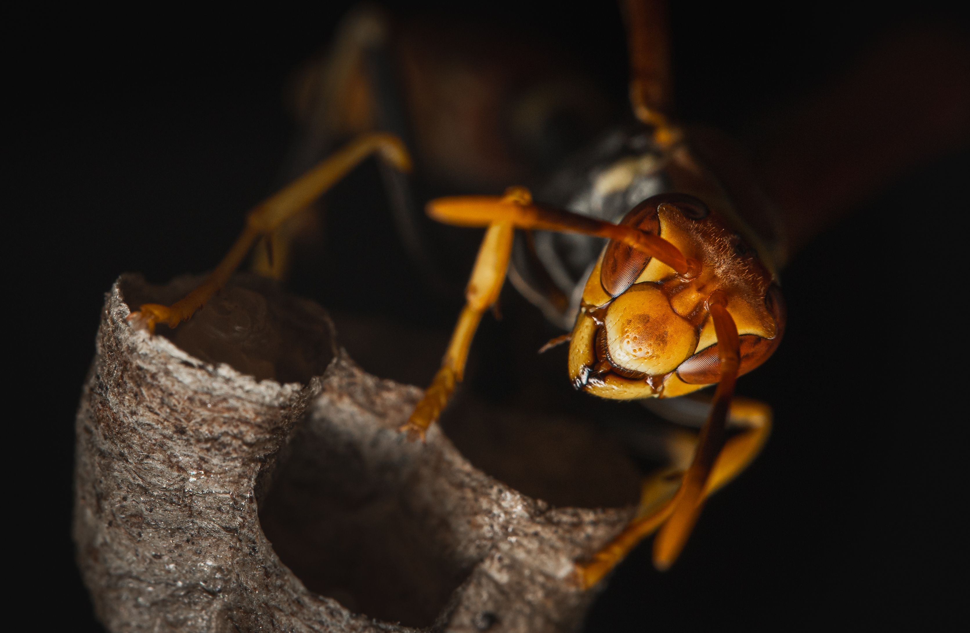 Wasp at night on a nest cell