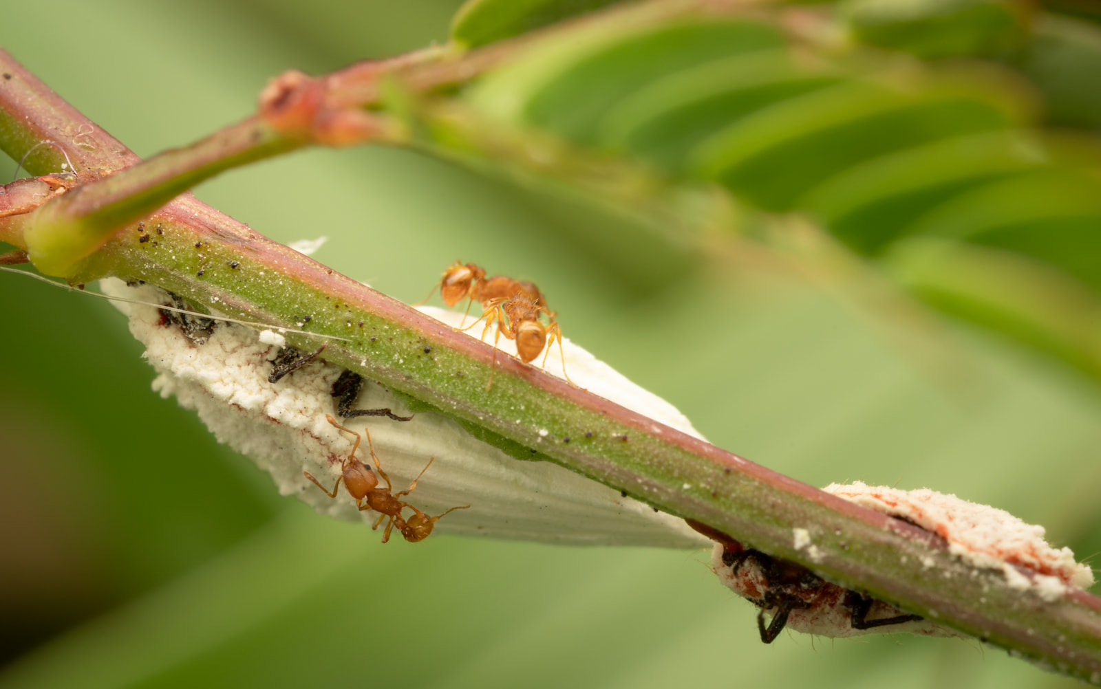 Several ants moving across a colony of small white scale insects on a plant stem.