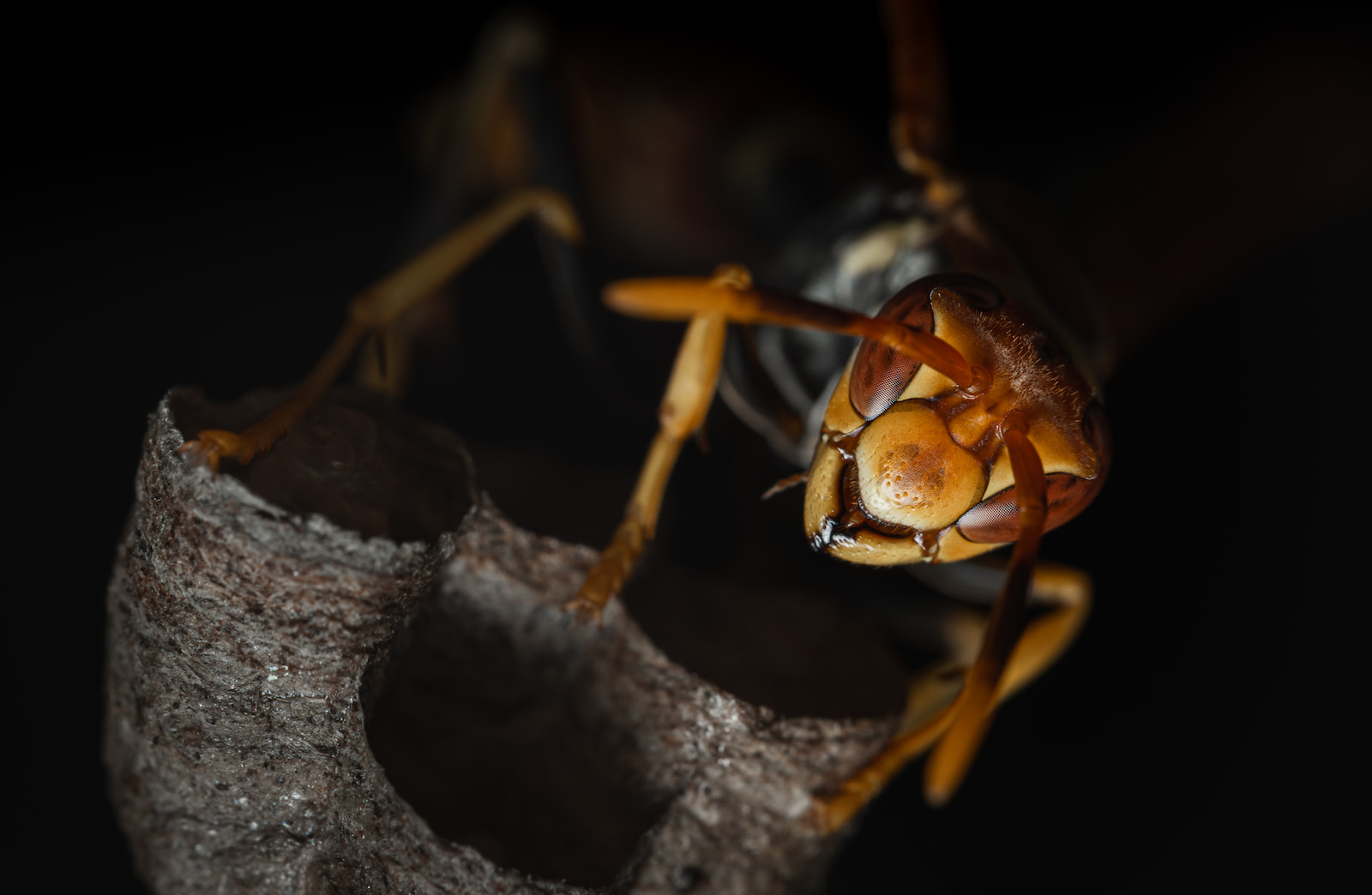 A paper wasp standing on the open hexagonal cells of its nest at night.