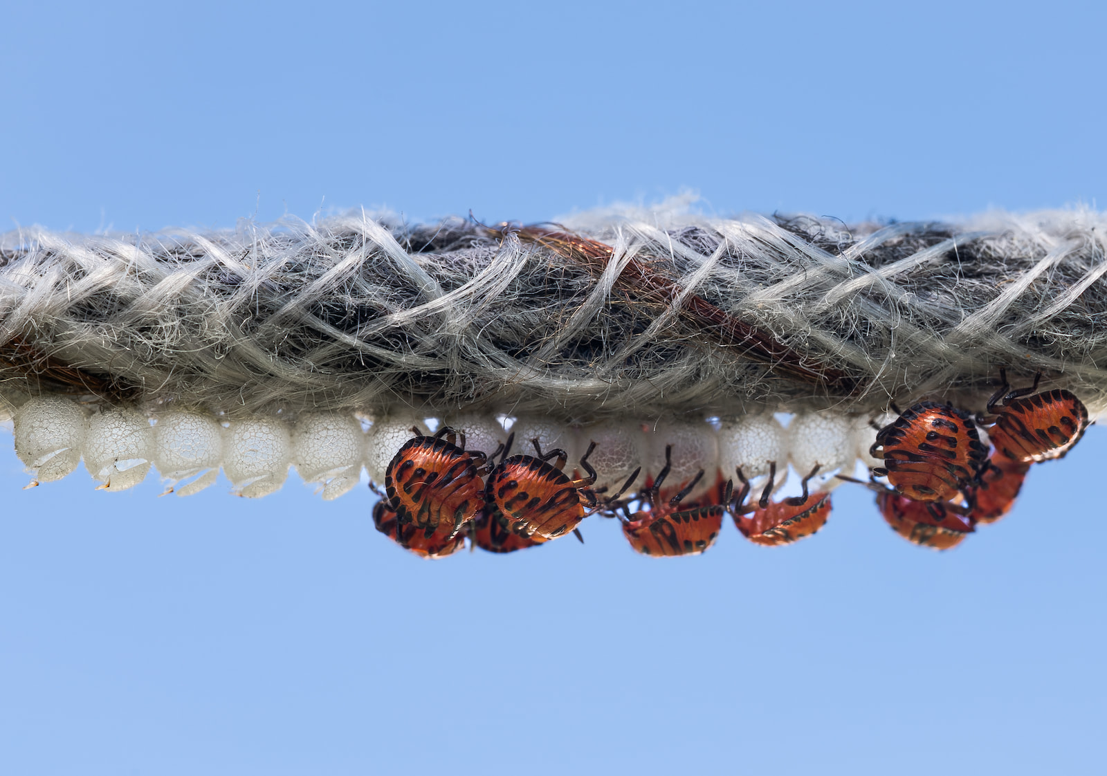 Tiny stink bug nymphs clustered together on a clothesline next to empty egg cases.